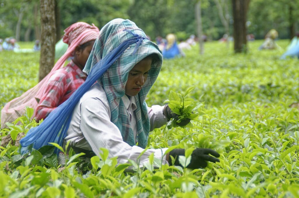 Tea grown in Kalimpong district