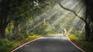 ঝিলিমিলি অরণ্যের রাস্তার দৃশ্য (Jhilimili Road View, Bankura District)
