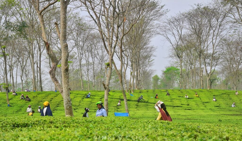 Tea plantations in Darjeeling district
