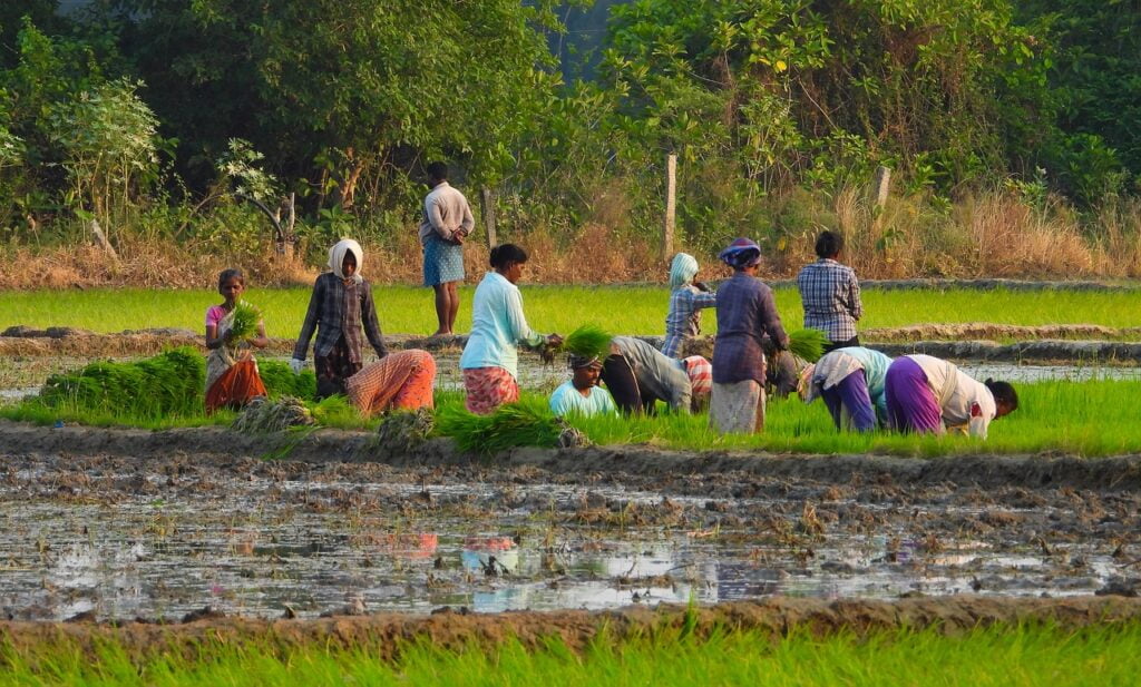 Agriculture, West Bengal state